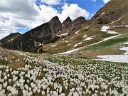 81 Dalla Baita di Monte Campo  distese di Crocus vernus con vista verso i Tre Pizzi